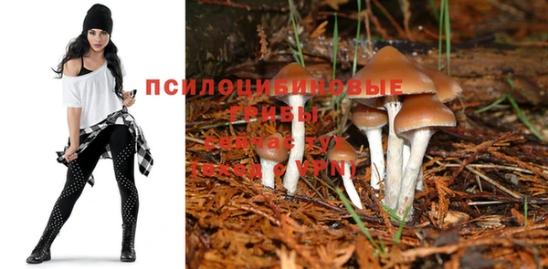 PSILOCYBIN Богородицк